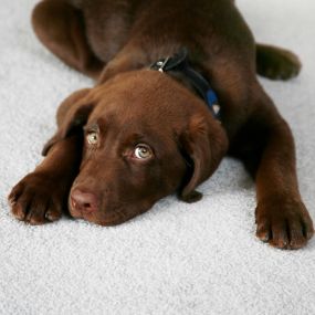 Atlas Cleaning Services eliminates pet odor and stains on carpet and upholstery.