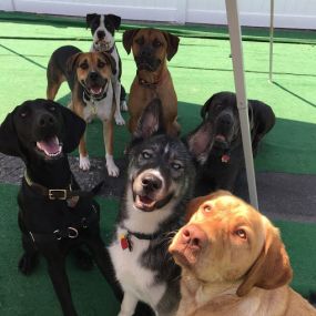 K9 Nanni Dog Boarding & Daycare