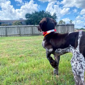 Milo pointing at a grackle on our walk at the office today. Working our way up to game birds apparently!