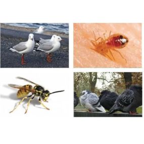 Bild von Enviro NI Pest Control Solutions Ltd