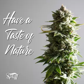 Bild von Spliff Nation Dispensary