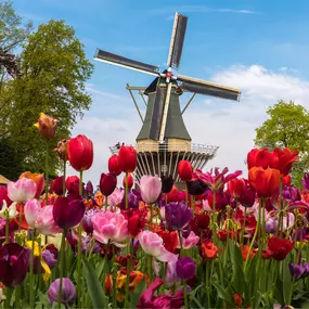 Picture yourself strolling through fields of colorful tulips with a classic Dutch windmill in the background. ????????  Nimble Travel can make this dream a reality! We'll craft a personalized itinerary for your Netherlands adventure, complete with canal cruises, cheese tastings, and visits to charming villages. Contact us today!