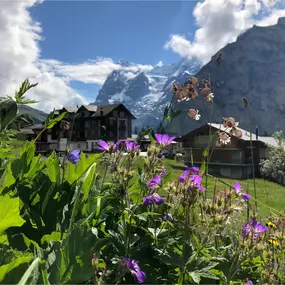 A picturesque alpine scene showcasing vibrant wildflowers in the foreground, including purple and white blooms, surrounded by lush green leaves. Behind them, traditional wooden chalets are nestled on a grassy hillside under a partly cloudy blue sky. In the distance, the majestic Jungfrau mountain rises prominently, capped with snow and framed by dramatic rocky cliffs. This image embodies the natural beauty and tranquility of Switzerland, a destination perfect for luxury travel. Presented by Nimb