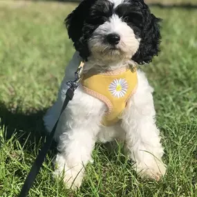 Bild von Bear Creek Farms Cockapoos