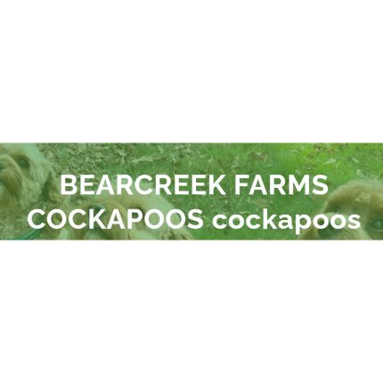 Logotyp från Bear Creek Farms Cockapoos