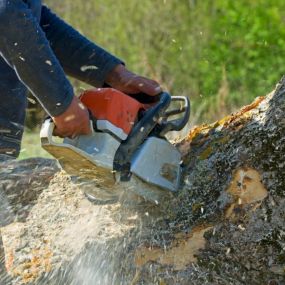 Our expert team will take care of all the tree removal needs you asked for including getting rid of the wood itself. We saw the tree piece by piece to ensure complete safety and what you desire most!