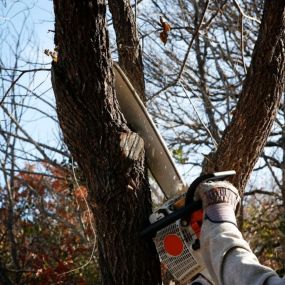 Safely and efficiently remove unwanted trees with our professional tree removal services, ensuring a clean and hazard-free property. With our trusted team we can handle all aspects of tree removal with precision and care leaving your landscape safe.