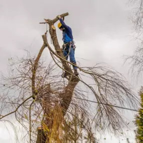 Experience hassle-free tree removal with our expert team, specializing in safe and efficient clearing for a clean, open yard. The team at Turf & Tree Worx can handle any job you give us, give us a call for a free quote!