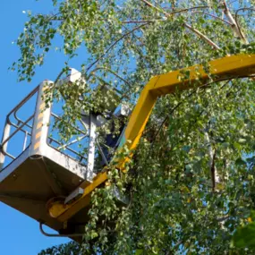 If you notice your tree not looking in the best shape as it usually is that might mean you need a tree trimming! Give us a call and we can enhance the health and appearance of your trees with our professional trimming services, designed to improve shape and promote growth!