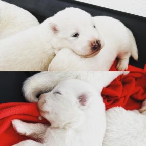 Bild von élevage familial en pleine nature de chats et chiens exotiques