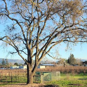 Bild von Chris Keller's Tree Service