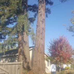 Bild von Chris Keller's Tree Service