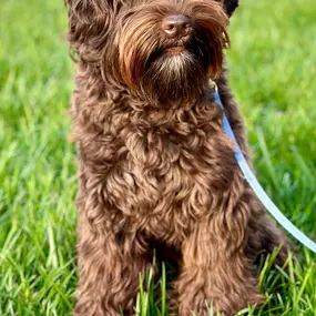 Bild von Loving Labradoodles