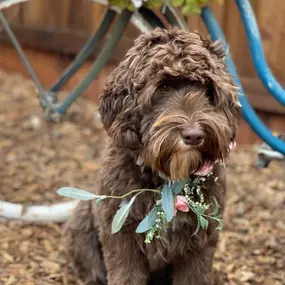 Bild von Loving Labradoodles