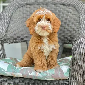 Bild von Loving Labradoodles