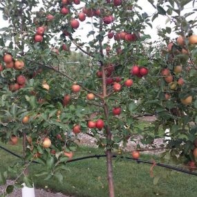 Bild von Prairie Sky Orchard