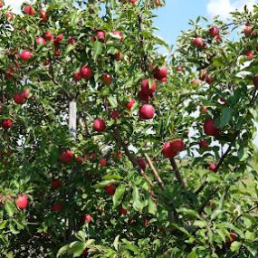 Bild von Prairie Sky Orchard