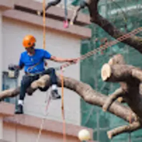 Bild von TIMBERTECH Tree Co. TREE SERVICES