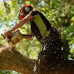 Bild von TIMBERTECH Tree Co. TREE SERVICES