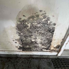 mold removal atlanta