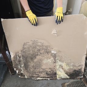 mold removal atlanta