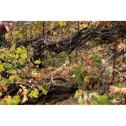 Logo van Bodega Marzagana Elementales. Viñador Independiente. Vinos Naturales