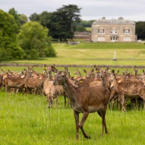 The expansive deer park at Sledmere House offers a beautiful and peaceful experience, with a herd of deer grazing near the grand stately home. A must-visit for nature and history lovers alike