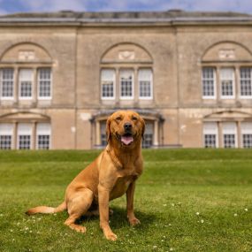 A happy dog sits on the well-kept lawn of Sledmere House, embodying the estate’s family-friendly atmosphere and welcoming nature for pets.