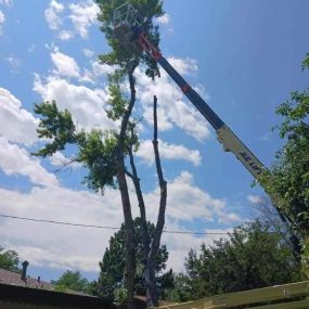 Bild von Tree Service Denver