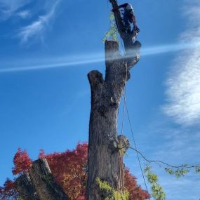 Bild von Tree Service Denver