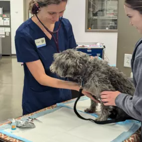 Bild von VCA Civano Animal Hospital and Emergency Center