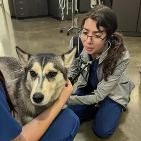 Bild von VCA Civano Animal Hospital and Emergency Center