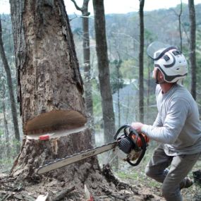 complete-horticulture-tree-removal-with-chainsaw