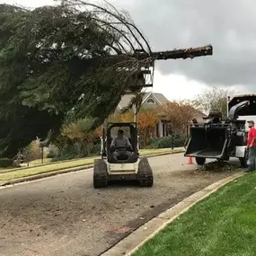 complete-horticulture-large-tree-removal