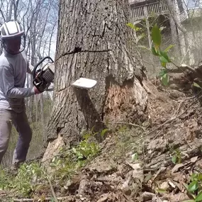 complete-horticulture-tree-removal