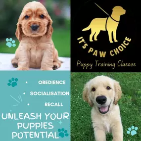 Bild von Its Paw Choice Dog Training