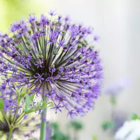 Bild von Kottmann-Kohler Gartenbau AG