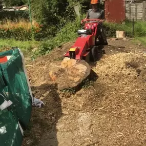 Bild von SW Trees and Stumps