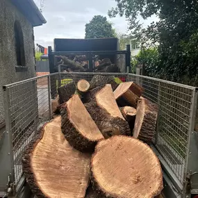 Bild von SW Trees and Stumps