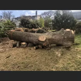 Bild von SW Trees and Stumps