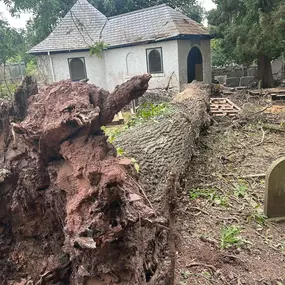 Bild von SW Trees and Stumps