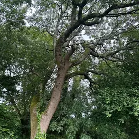 Bild von SW Trees and Stumps