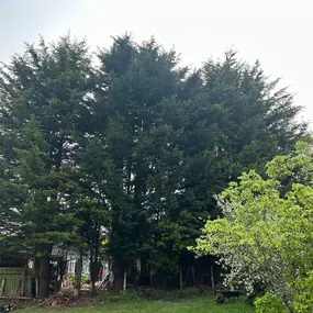 Bild von SW Trees and Stumps
