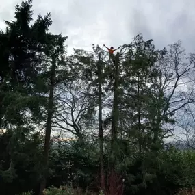Bild von SW Trees and Stumps