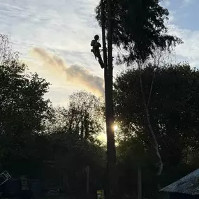 Bild von SW TREES