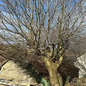 Bild von SW TREES