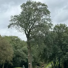 Bild von SW TREES