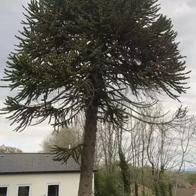 Bild von SW TREES