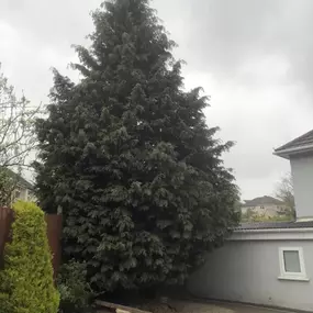 Bild von SW TREES