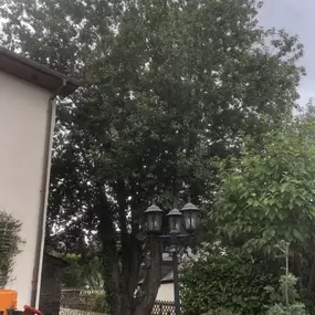 Bild von SW TREES